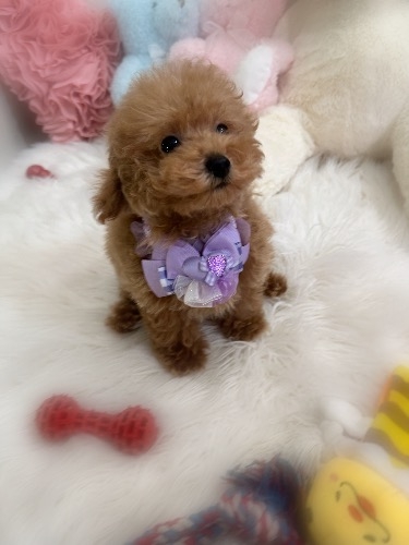 トイプードルの子犬(ID:1291011064)の6枚目の写真/更新日:2026-08-16