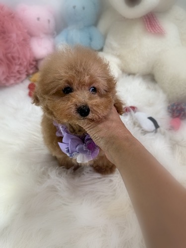 トイプードルの子犬(ID:1291011064)の7枚目の写真/更新日:2026-09-06