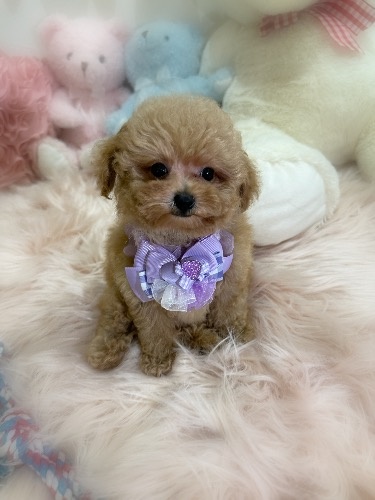 トイプードルの子犬(ID:1291011065)の4枚目の写真/更新日:2026-08-23