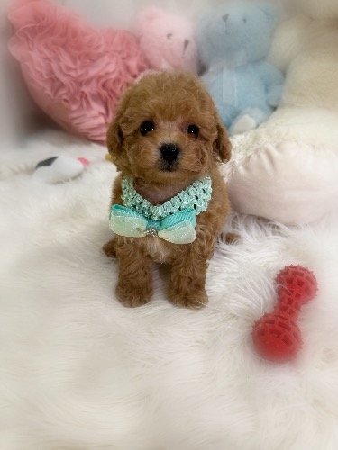 トイプードルの子犬(ID:1291011066)の4枚目の写真/更新日:2026-08-13