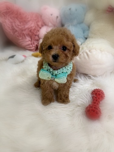 トイプードルの子犬(ID:1291011066)の5枚目の写真/更新日:2026-08-13