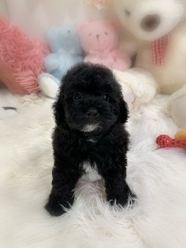 ミックスの子犬(ID:1291011068)の1枚目の写真/更新日:2026-08-07