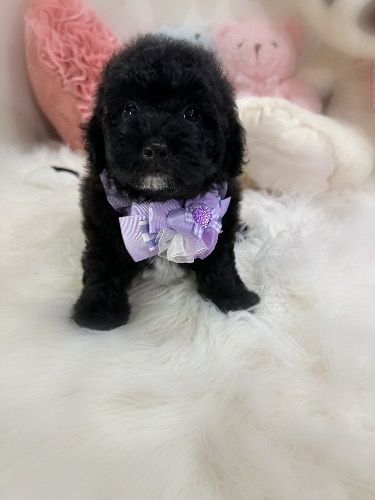 ミックスの子犬(ID:1291011068)の2枚目の写真/更新日:2026-08-07