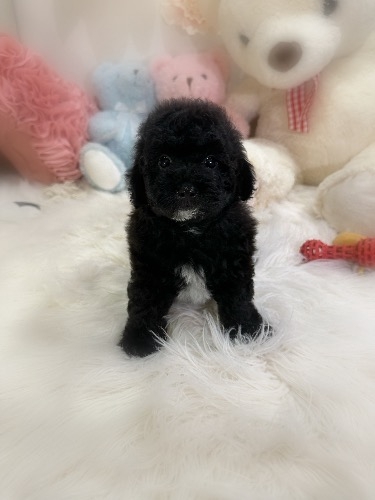 ミックスの子犬(ID:1291011068)の3枚目の写真/更新日:2026-08-07