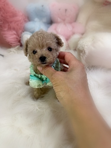 トイプードルの子犬(ID:1291011069)の1枚目の写真/更新日:2026-08-07
