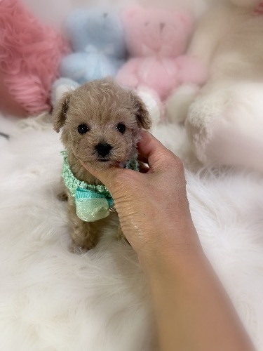 トイプードルの子犬(ID:1291011069)の2枚目の写真/更新日:2026-08-07