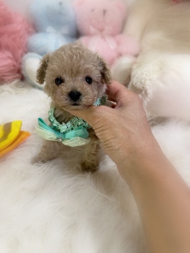 トイプードルの子犬(ID:1291011069)の3枚目の写真/更新日:2026-08-07