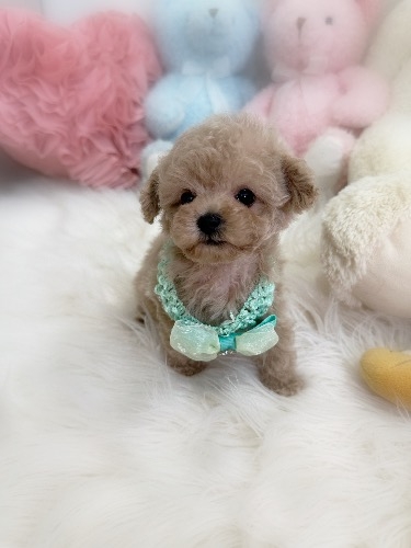 トイプードルの子犬(ID:1291011069)の4枚目の写真/更新日:2026-08-15