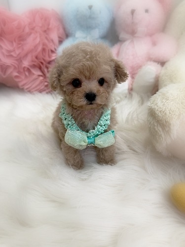 トイプードルの子犬(ID:1291011069)の5枚目の写真/更新日:2026-08-15