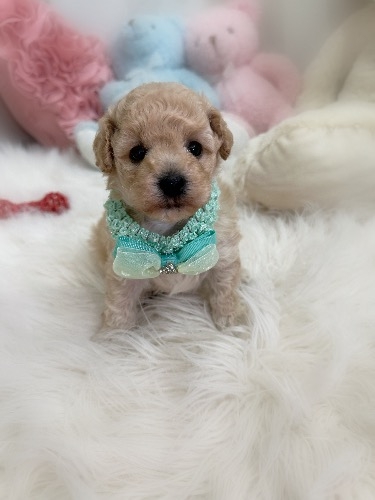 ミックスの子犬(ID:1291011070)の1枚目の写真/更新日:2026-08-12