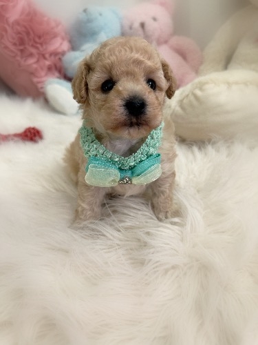 ミックスの子犬(ID:1291011070)の2枚目の写真/更新日:2026-08-12