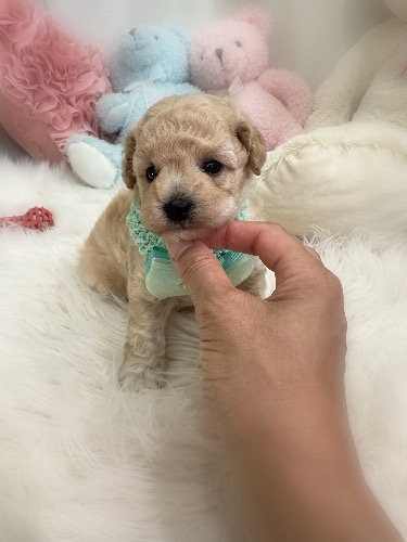 ミックスの子犬(ID:1291011070)の3枚目の写真/更新日:2026-08-12