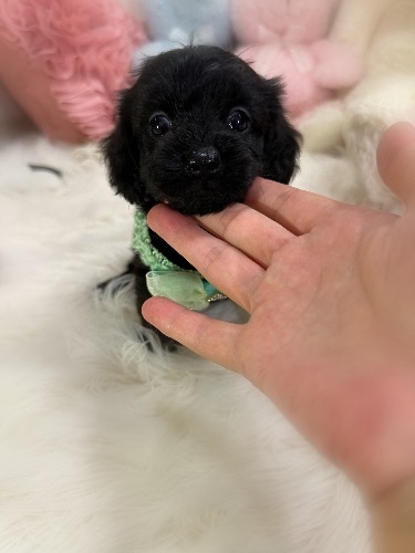 ミックスの子犬(ID:1291011071)の1枚目の写真/更新日:2026-08-14