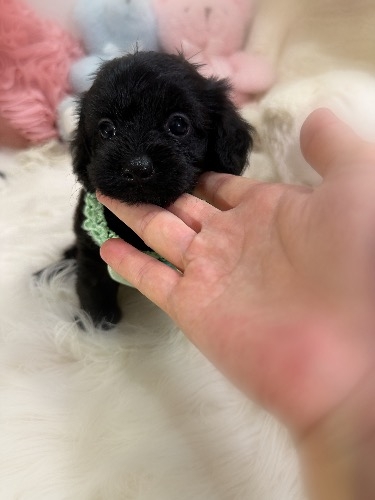 ミックスの子犬(ID:1291011071)の2枚目の写真/更新日:2026-08-14