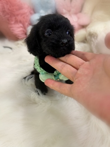 ミックスの子犬(ID:1291011071)の3枚目の写真/更新日:2026-08-14