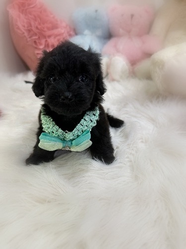 ミックスの子犬(ID:1291011072)の1枚目の写真/更新日:2026-08-15