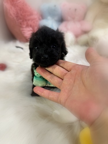 ミックスの子犬(ID:1291011072)の2枚目の写真/更新日:2026-08-15