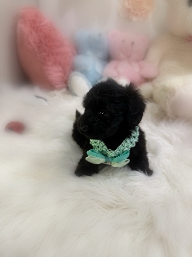 ミックスの子犬(ID:1291011072)の3枚目の写真/更新日:2026-08-15