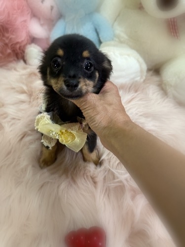 ミックスの子犬(ID:1291011073)の1枚目の写真/更新日:2026-08-22