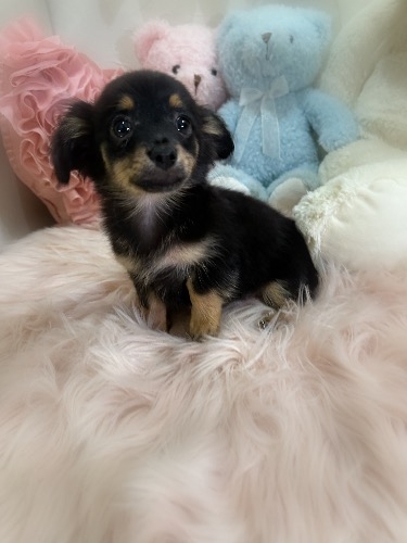 ミックスの子犬(ID:1291011073)の2枚目の写真/更新日:2026-08-22
