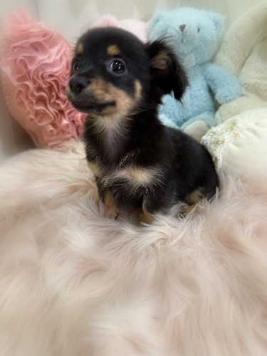 ミックスの子犬(ID:1291011073)の3枚目の写真/更新日:2026-08-22