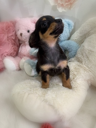 ミックスの子犬(ID:1291011073)の4枚目の写真/更新日:2026-09-18