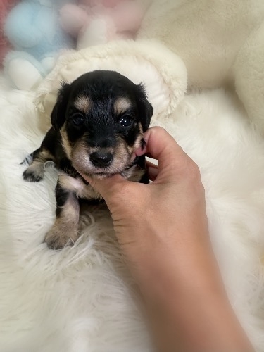 ミックスの子犬(ID:1291011074)の1枚目の写真/更新日:2026-08-18