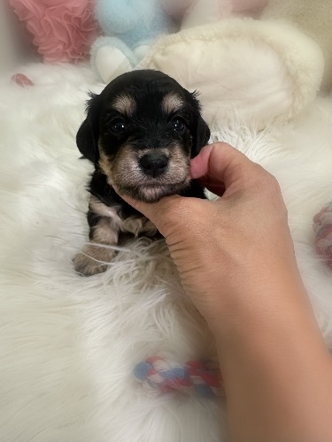 ミックスの子犬(ID:1291011074)の2枚目の写真/更新日:2026-08-18