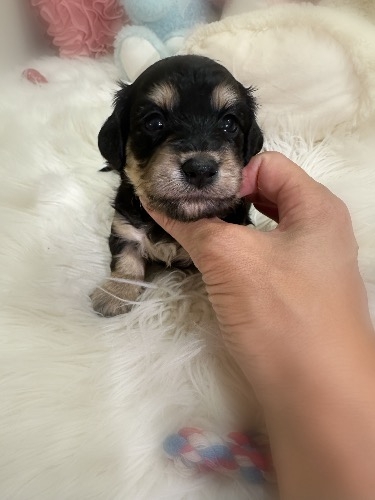 ミックスの子犬(ID:1291011074)の3枚目の写真/更新日:2026-08-18