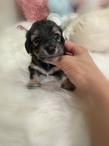 ミックスの子犬(ID:1291011075)の1枚目の写真/更新日:2026-08-19