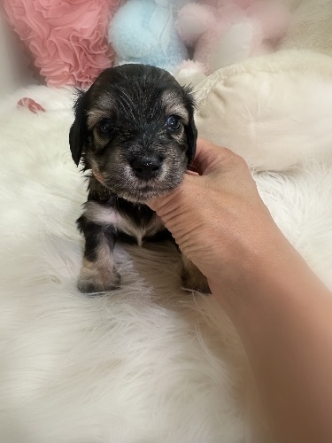 ミックスの子犬(ID:1291011075)の2枚目の写真/更新日:2026-08-19