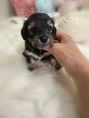 ミックスの子犬(ID:1291011075)の3枚目の写真/更新日:2026-08-19