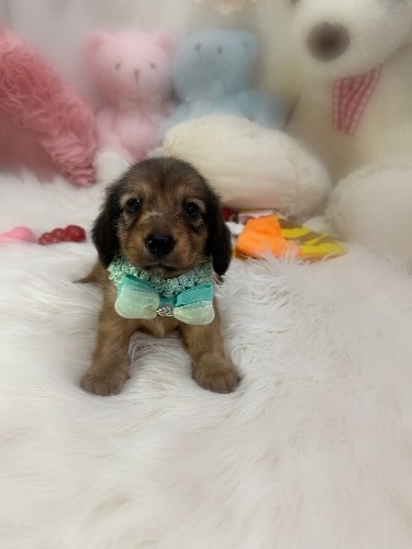 �J�j���w���_�b�N�X�t���h�i�����O�j�̎q���iID:1291011077�j��1���ڂ̎ʐ^/�X�V��:2026-09-11