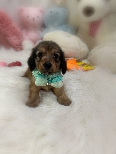 �J�j���w���_�b�N�X�t���h�i�����O�j�̎q���iID:1291011077�j��2���ڂ̎ʐ^/�X�V��:2026-09-11