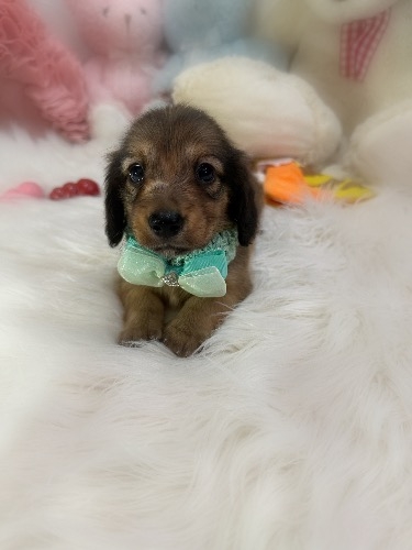 �J�j���w���_�b�N�X�t���h�i�����O�j�̎q���iID:1291011077�j��3���ڂ̎ʐ^/�X�V��:2026-09-11
