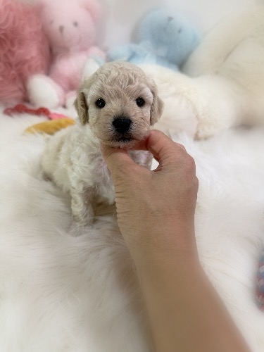 ミックスの子犬(ID:1291011078)の1枚目の写真/更新日:2026-09-16