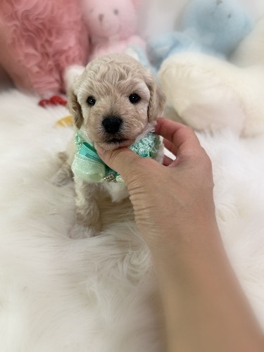 ミックスの子犬(ID:1291011078)の2枚目の写真/更新日:2026-09-16