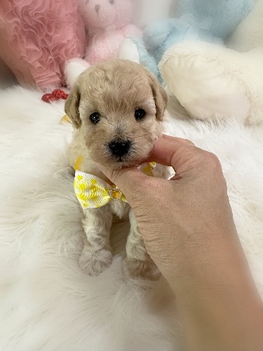 ミックスの子犬(ID:1291011079)の1枚目の写真/更新日:2026-09-16