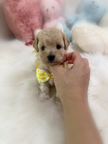 ミックスの子犬(ID:1291011079)の2枚目の写真/更新日:2026-09-16