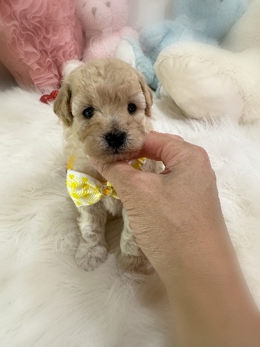 ミックスの子犬(ID:1291011079)の3枚目の写真/更新日:2026-09-16