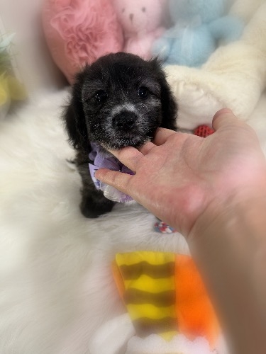 ミックスの子犬(ID:1291011080)の1枚目の写真/更新日:2026-09-18