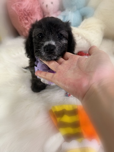 ミックスの子犬(ID:1291011080)の2枚目の写真/更新日:2026-09-18
