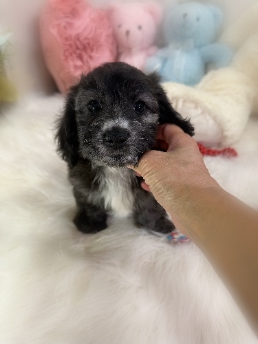 ミックスの子犬(ID:1291011080)の3枚目の写真/更新日:2026-09-18