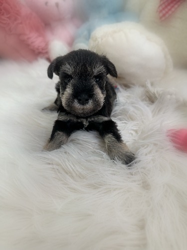 ミニチュアシュナウザーの子犬(ID:1291011081)の1枚目の写真/更新日:2026-09-22