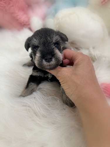 ミニチュアシュナウザーの子犬(ID:1291011081)の2枚目の写真/更新日:2026-09-22