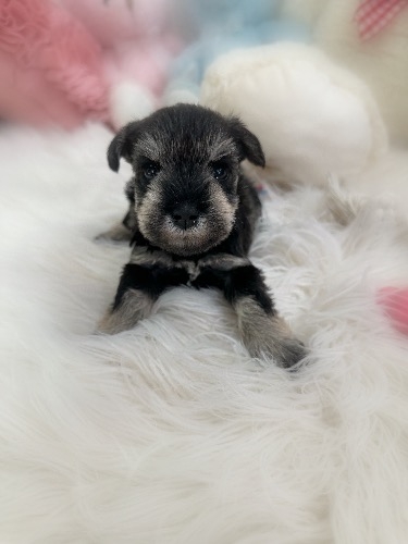 ミニチュアシュナウザーの子犬(ID:1291011081)の3枚目の写真/更新日:2026-09-22