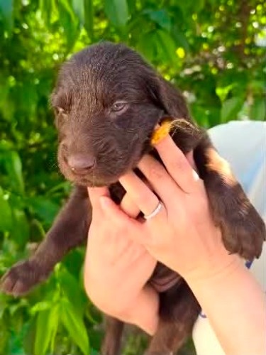 フラットコーテッドレトリバーの子犬(ID:1291211001)の1枚目の写真/更新日:2026-05-20