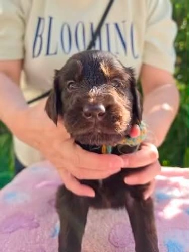 フラットコーテッドレトリバーの子犬(ID:1291211002)の1枚目の写真/更新日:2026-05-20