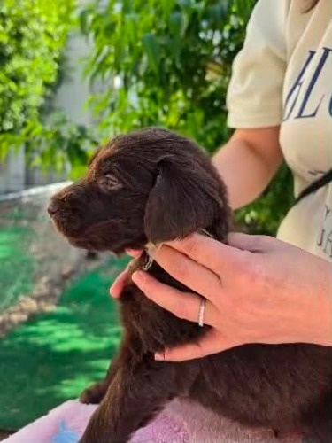 フラットコーテッドレトリバーの子犬(ID:1291211002)の2枚目の写真/更新日:2026-05-20