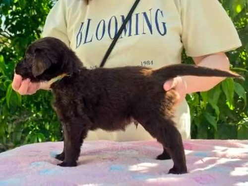 フラットコーテッドレトリバーの子犬(ID:1291211002)の3枚目の写真/更新日:2026-05-20